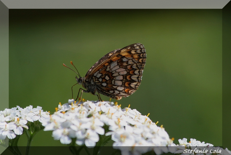 Melitaea athalia